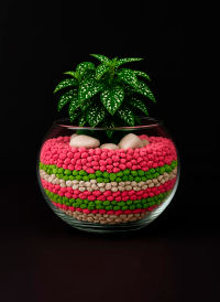 arreglos-florales-en-quito_terrario-harmony